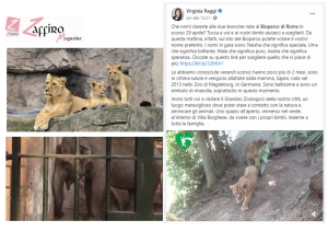 Roma/Bioparco. Leoncina muore. Elefantessa stressata. LAV chiede conversione.