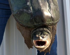 Il Tarta Club Italia recupera un&rsquo;altra Tartaruga azzannatrice