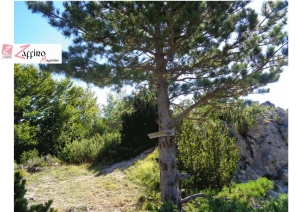 Rifugio Pischioli, bosco e acqua sorgiva rendono tollerabile il caldo