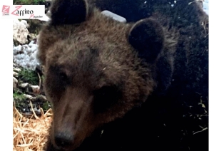 Maiella. L'orso Juan Carlitos traferito a Palena.