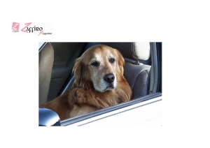 Cane chiuso in macchina al caldo? Come intervenire per salvarlo?