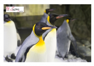 Muore Sphen, il pinguino della coppia omosessuale che adott&ograve; due pulcini.