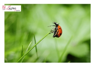 L'odore della coccinella sostitutivo dei pesticidi. La scoperta dei ricercatori USA.