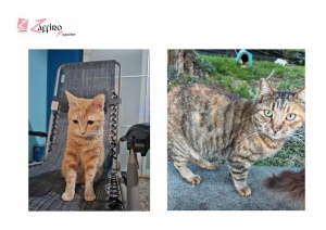  Sopra, Carmelina e Milva, gatta rossa