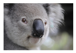 Koala pi&ugrave; vecchio del mondo ha 24 anni e vive in Giappone
