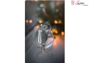 Criceti reggono l'alcool molto pi&ugrave; degli uomini, ecco perch&egrave;.