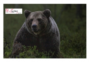 Orsa JJ4 trasferita in Germania nella Foresta Nera