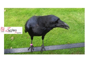 Un corvo della Torre di Londra potrebbe essere morto. Il Regno che fine far&agrave;?