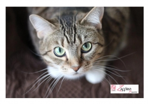 Gatti ritrovati: dopo 7 anni scopre che il suo Duke scomparso era a soli 300mt da casa.