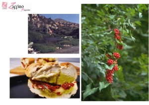 La gita e la scoperta dell&rsquo;arbusto di Lentisco in una Sicilia ancora autentica&hellip;