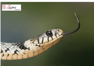 Rettili e Anfibi. WWF: aiutateci a censirli in Abruzzo e Molise.