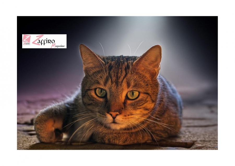 8 agosto è il Giorno internazionale del gatto