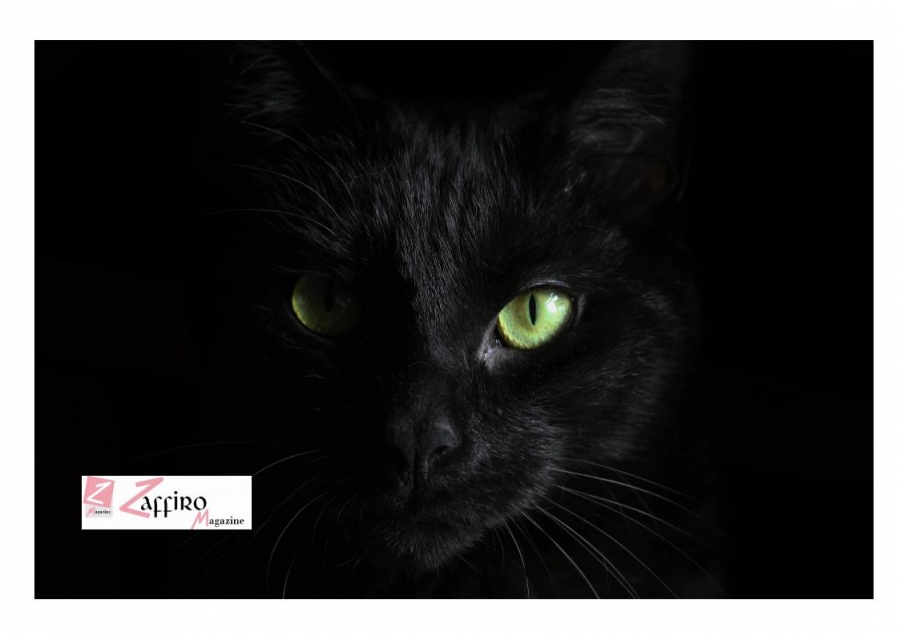 “Mi fa un baffo il gatto nero”, il festival pet friendly contro pregiudizi e luoghi comuni