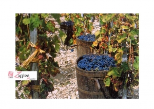 Il giorno della Vendemmia correva l&rsquo;anno 1967: dall&rsquo;Uva al Vino