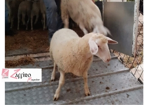 Abruzzo. Il lupo ha riportato le pecore!