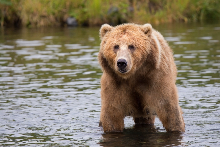 Abbattimento orso in Trentino, interviene il governo: "Impugnare l'ordinanza"