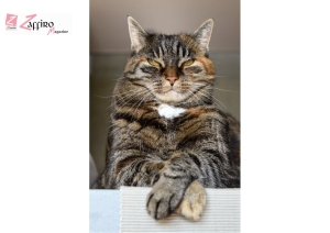 Oggi &egrave; la Giornata internazionale del gatto, 8 agosto.