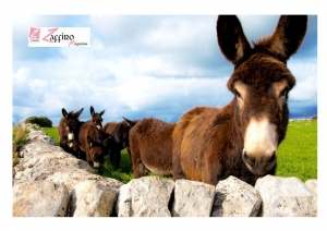 Storia e racconto degli asini in Sicilia&hellip; &ldquo;U Sceccu&rdquo;