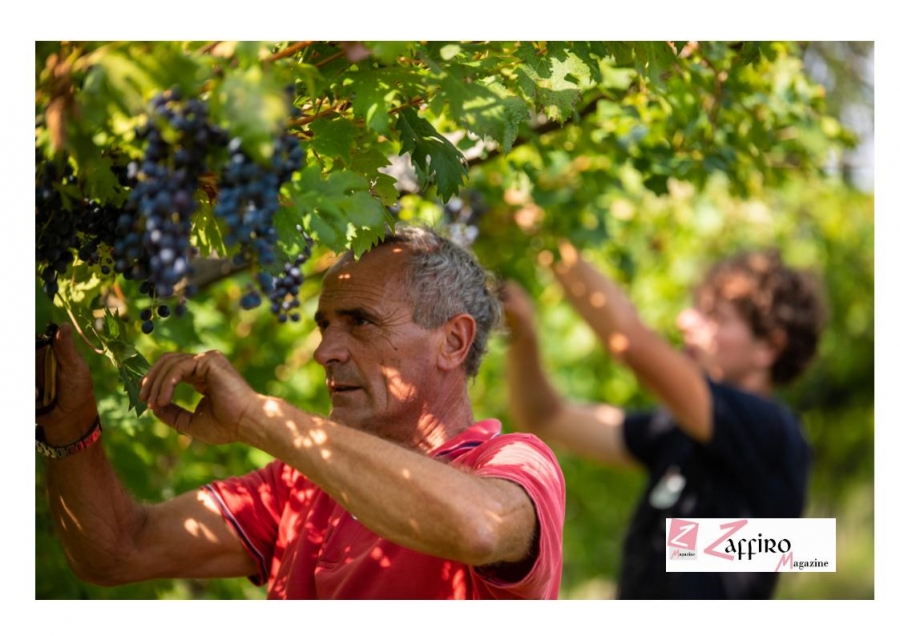 Vendemmia rito antico, correva l'anno 1967