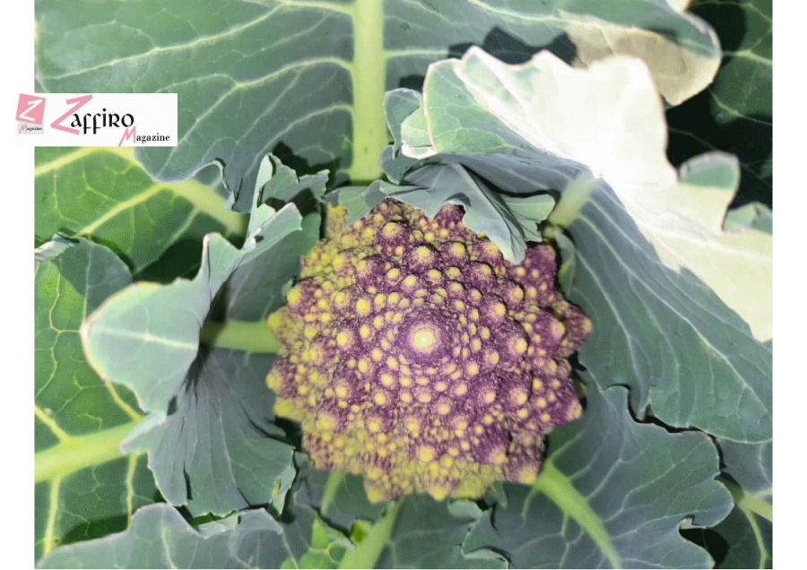 il broccolo di Giusy