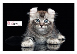  Sopra, un American Curl, razza rara che sarà all&#039;evento