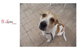 Brexit, i cambiamenti anche per gli animali in viaggio.