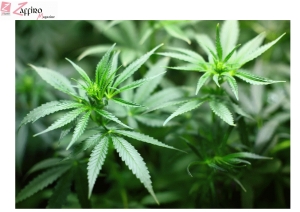 Onu riconosce cannabis terapeutica