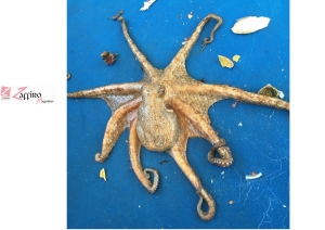Polipo, l'intelligenza &egrave; nei tentacoli