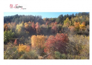 Foliage d&#039;autunno: nei boschi montani, l’incantesimo, la fiaba