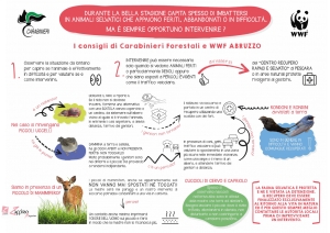 Fauna selvatica/soccorso, quando intervenire e quando limitarsi ad osservare.
