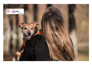 Lo stress umano influisce sul benessere dei cani