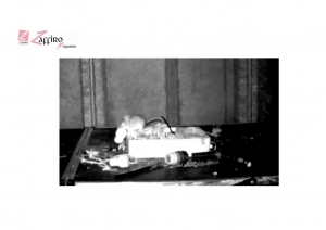 Un topo gli mette in ordine gli attrezzi nel garage. Incredibile!