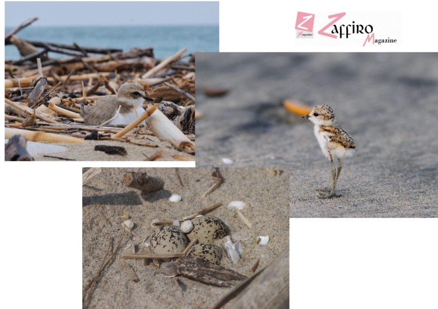 Primi nidi di Fratino sulla costa abruzzese. WWF: prestare la massima attenzione!