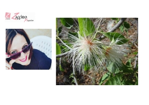 Fiori Californiani/Billy Goat Plum: Il rimedio dell'accettazione di se stessi