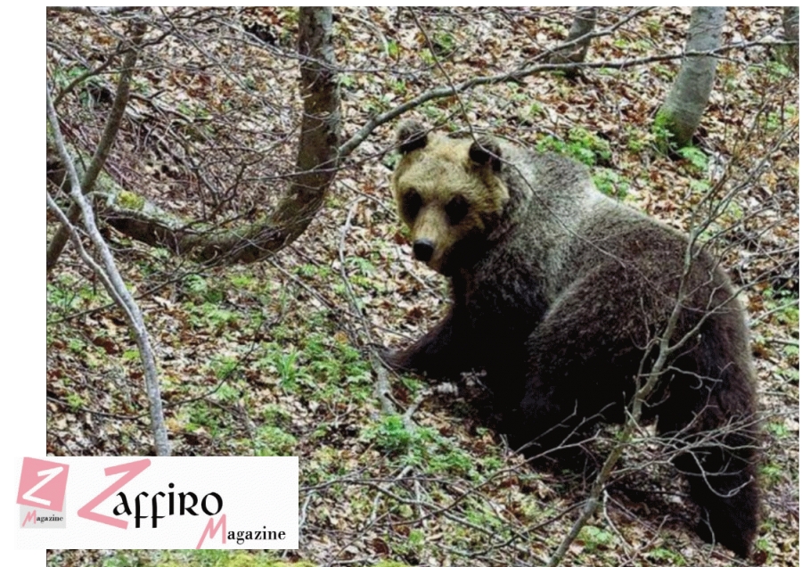 Parco Nazionale della Majella, il ritorno dell’orsa Peppina