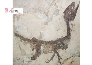 Pietraroja. Tra paleontologia, natura e cultura!