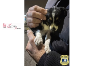questa foto scattata nel recupero del piccolo dolce amore