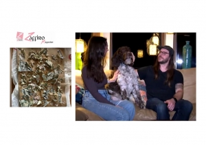 Un cane mangia 4000mila dollari. Recuperati almeno in parte: ecco come.