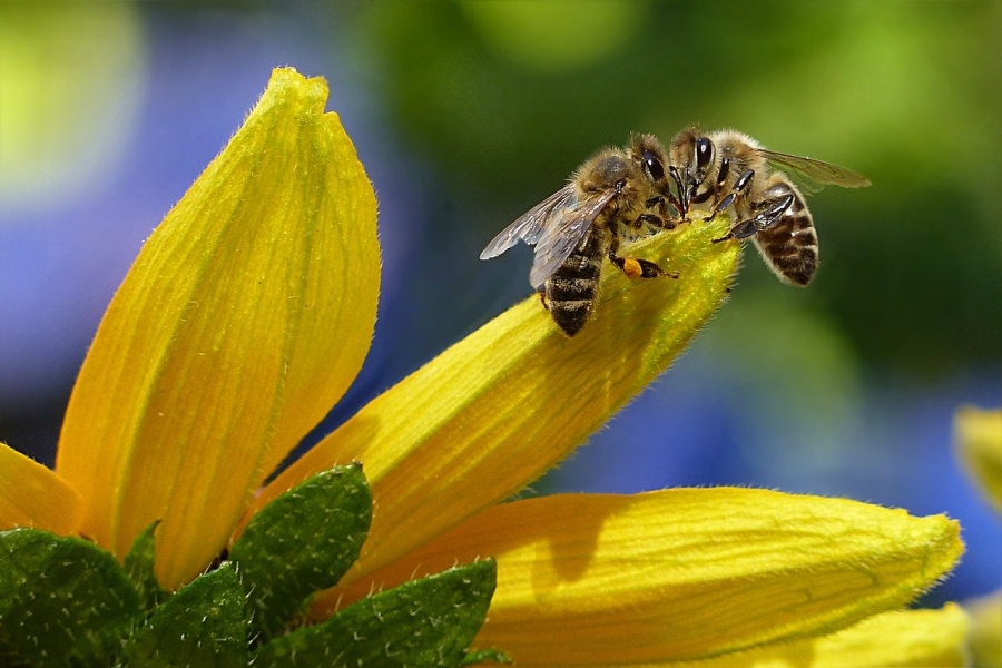 Giornata mondiale delle api, la specie che ci garantisce il futuro